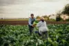 Two Diverse Workers On The Farm Pass A Crate Full Of Fresh Raw Veggies And Work On A Farm Together.